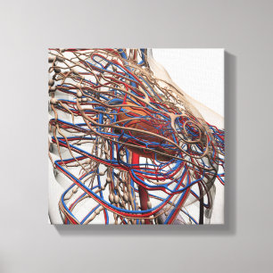 Toile Illustration Médicale des artères femelles de sein