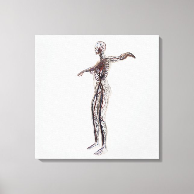 Toile Illustration Médicale Des Artères, Veines Féminine (Recto)