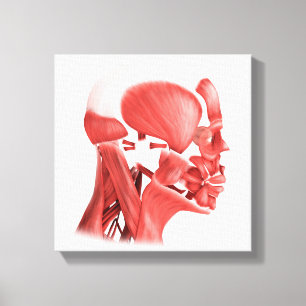 Toile Illustration Médicale des muscles faciaux