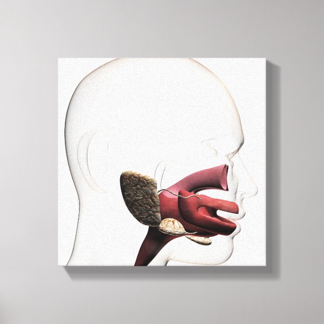 Toile Illustration Médicale Du Digestif Humain (Recto)