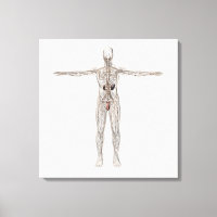 Illustration Médicale Du Système Lymphatique Homme
