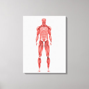 Toile Illustration Médicale du système musculaire