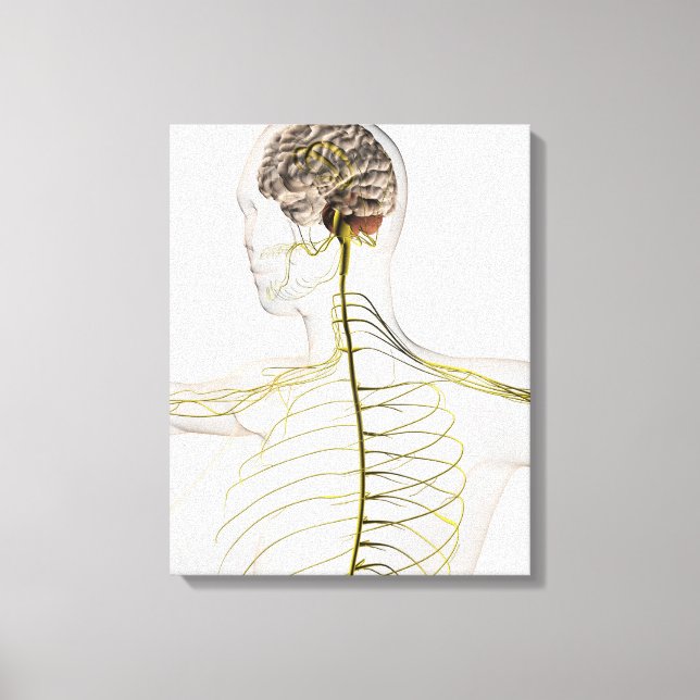 Toile Illustration Médicale Du Système Nerveux Humain (Recto)