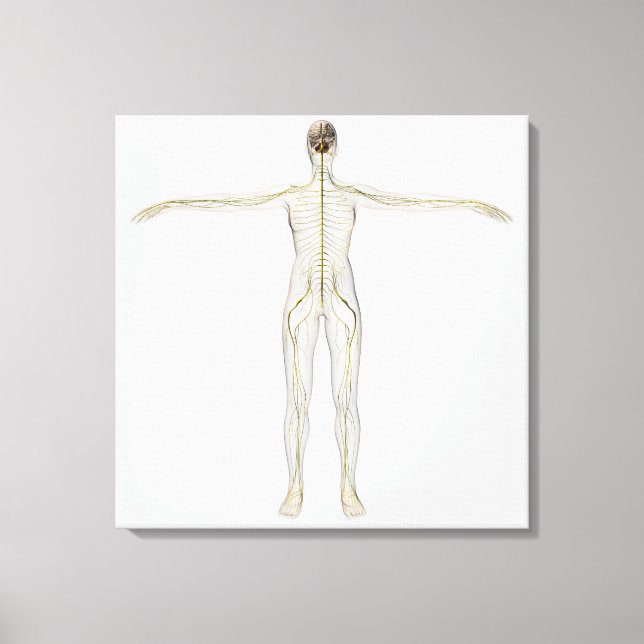 Toile Illustration Médicale Du Système Nerveux Humain (Recto)