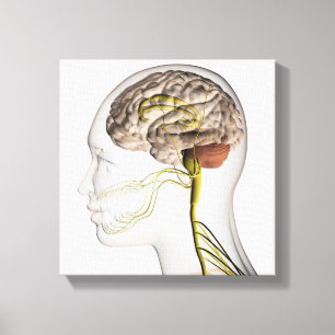 Toile Illustration Médicale Du Système Nerveux Humain 1