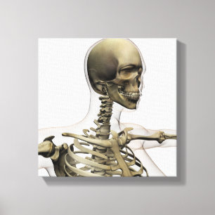 Toile Illustration Médicale d'un crâne de femmes et