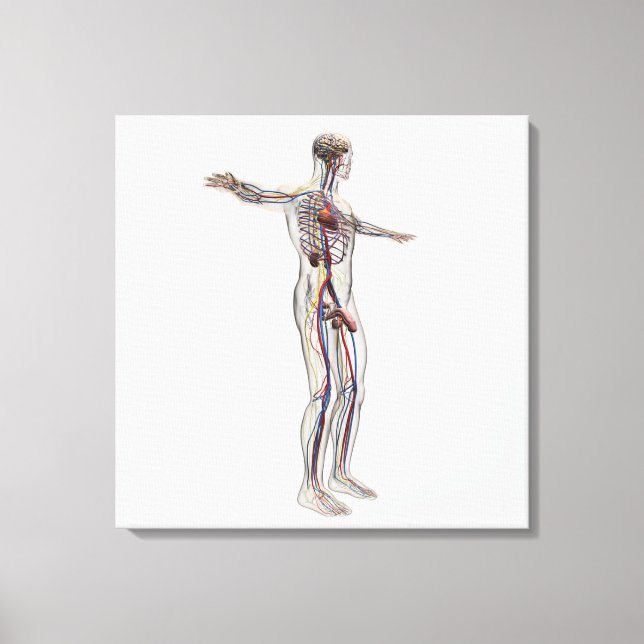 Toile Illustration Médicale : Système de reproduction ma (Recto)