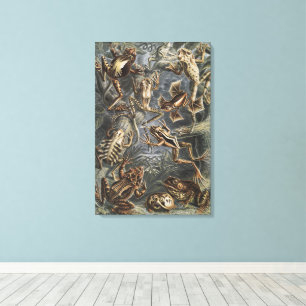 Toile Illustration scientifique vintage de grenouille pa
