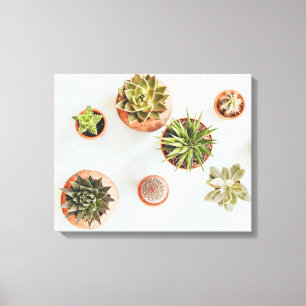 Toile Illustration succulente