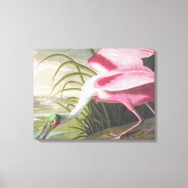 Toile Illustration vintage de l'Audubon Spoonbill Bird (Recto)