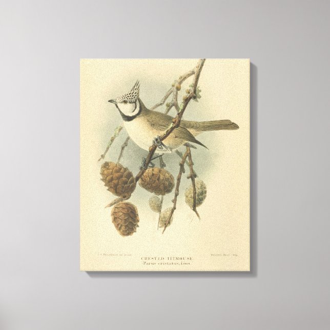 Toile Illustration vintage de l'European Crested Tit (Recto)
