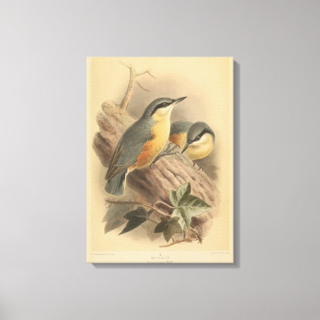 Toile Illustration vintage de sittelle (Recto)