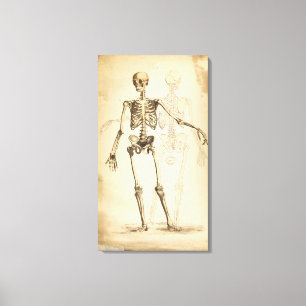 Toile Illustration vintage de squelette humain