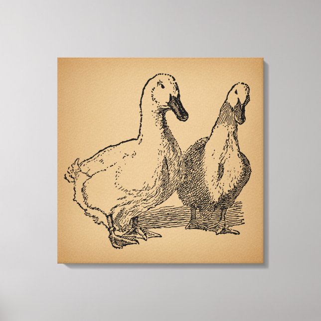 Toile Illustration vintage Duck Art Two Ducks (Recto)