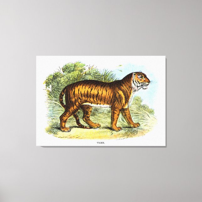 Toile Illustration vintage d'un animal tigre (Recto)