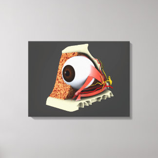 Toile Image Conceptuelle De L'Anatomie Des Yeux Humains