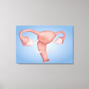 Toile Image Conceptuelle De L'Organe De Reproduction Fém