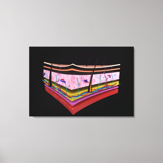 Toile Image Conceptuelle Des Couches De La Peau Humaine  (Recto)