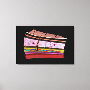 Toile Image Conceptuelle Des Couches De La Peau Humaine