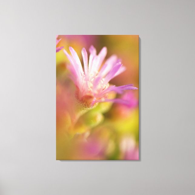 Toile Image diffusée d'une fleur succulente colorée (Recto)
