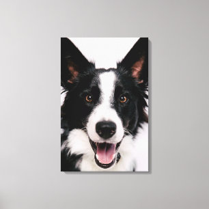Toile Images de Getty   A border collie de sourire