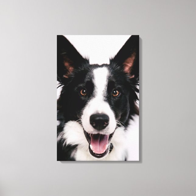 Toile Images Getty | Une Collie frontalière souriante (Recto)