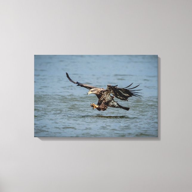 Toile Immature Bald Eagle plongée pour un poisson (Recto)