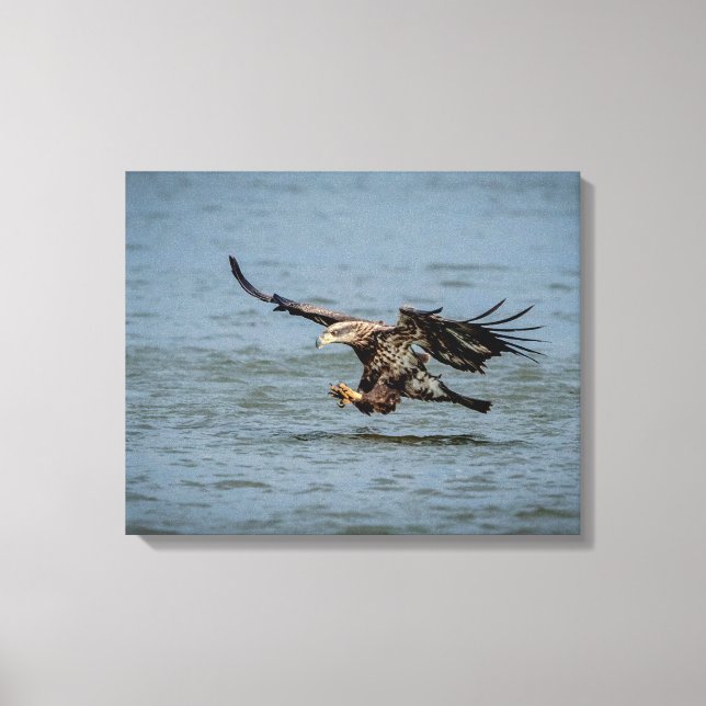 Toile Immature Bald Eagle plongée pour un poisson (Recto)