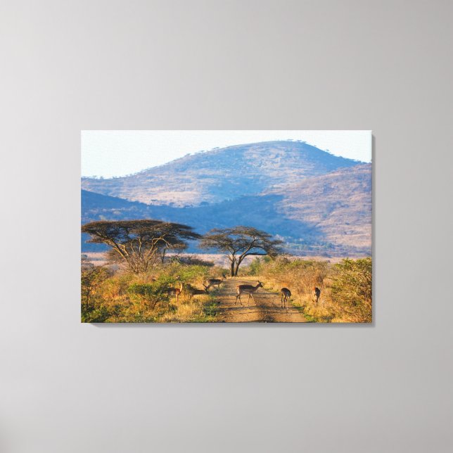 Toile Impala (Aepyceros Melampus), Hluhluwe-Umfolozi (Recto)