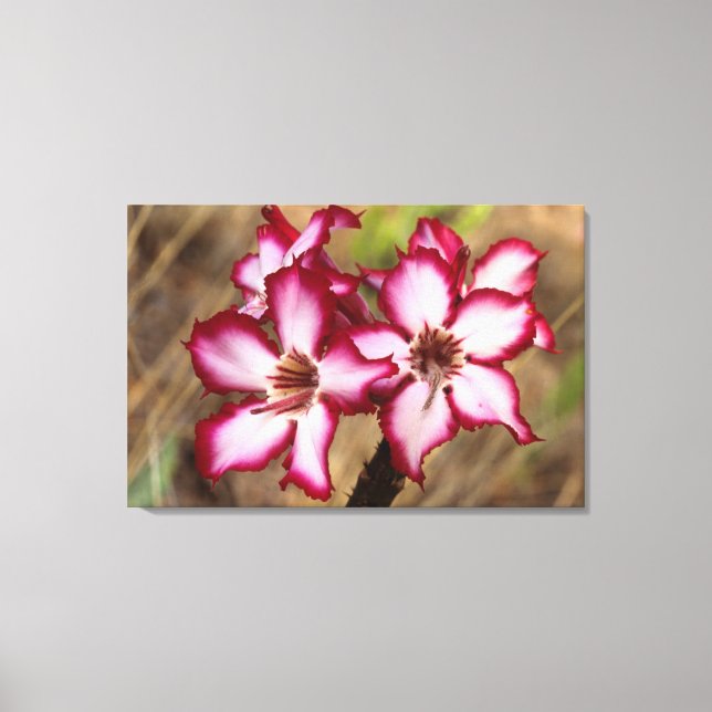 Toile Impala Lily (Adenium Multiflorum), Kruger (Recto)