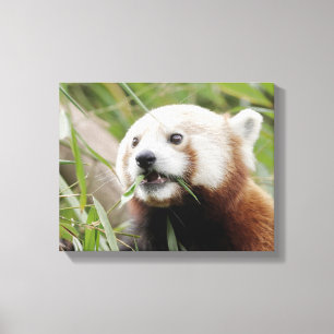 Toile Imprimer Photo panda rouge, animaux 0172.