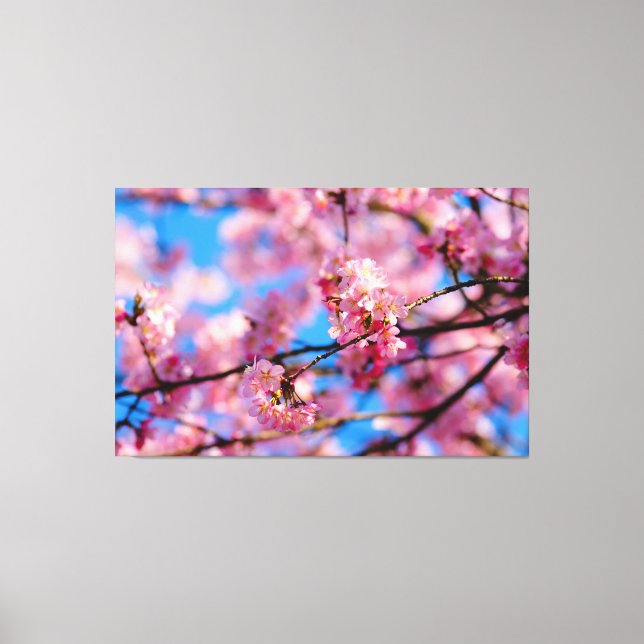 Toile Incroyable Sakura Rose Et Ciel Bleu Du Printemps (Recto)