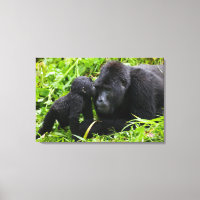 Infant Mountain Gorilla Kisses Silverback