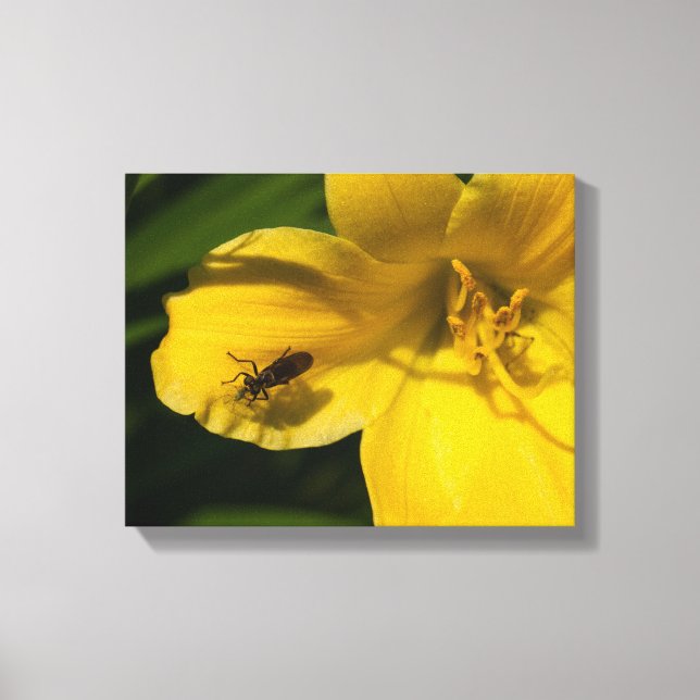 Toile Insecter sur une fleur jaune (Recto)