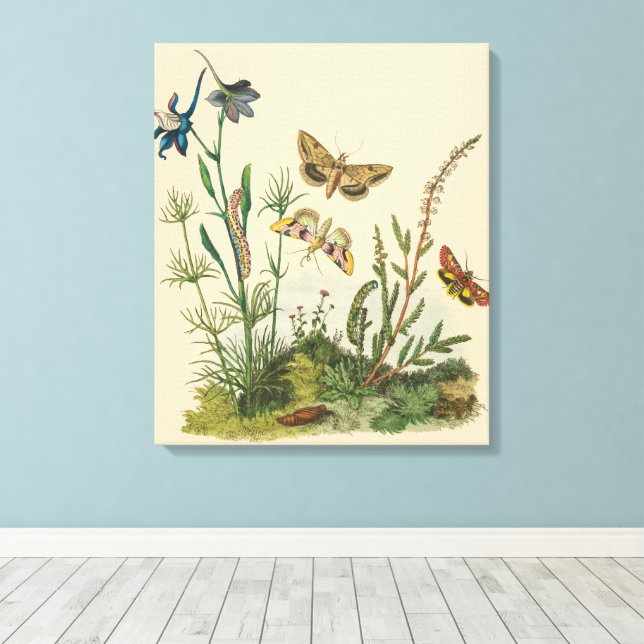 Toile Insectes de jardin vintage, papillons, chenilles (Insitu (Plancher de Bois))