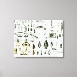 Toile Insectes d'entomologie