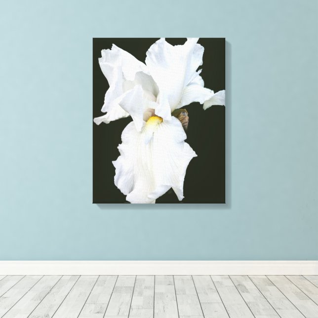 Toile Iris à barbe blanche sur fond noir (Insitu (Plancher de Bois))