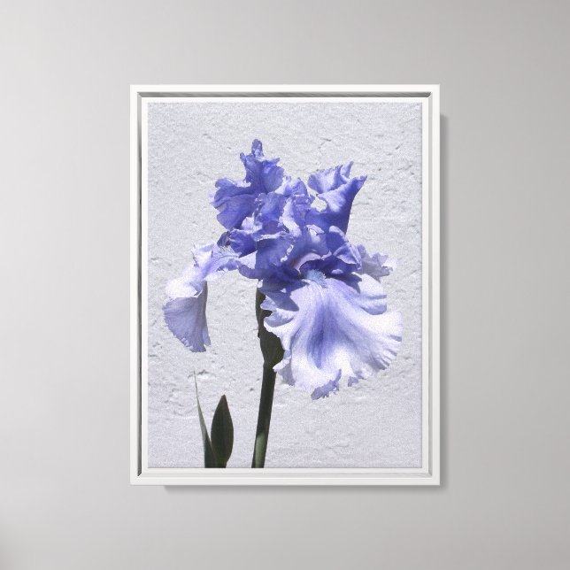 Toile Iris Bloom (Recto)