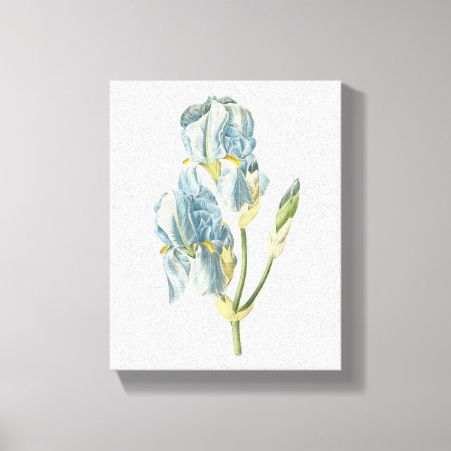 Toile iris doux (Iris pallida) de Redouté (Recto)