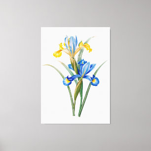 Toile Iris espagnol par Pierre-Joseph Redouté