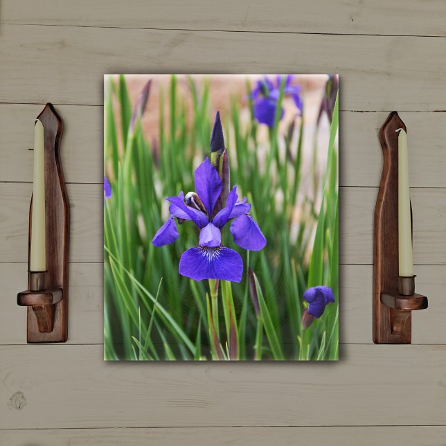 Toile Iris Floral Botanique Photographique Violet (Créateur téléchargé)