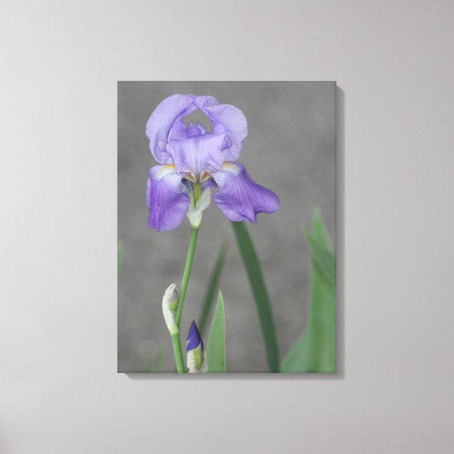 Toile Iris Lilac Violet Porté (Recto)