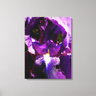 Toile Iris pourpre