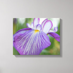 Toile Iris pourpre