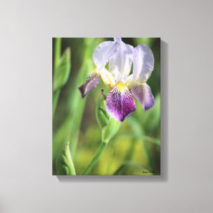 Toile Iris pourpre