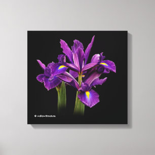 Toile Iris Purple Sensation Néerlandaise