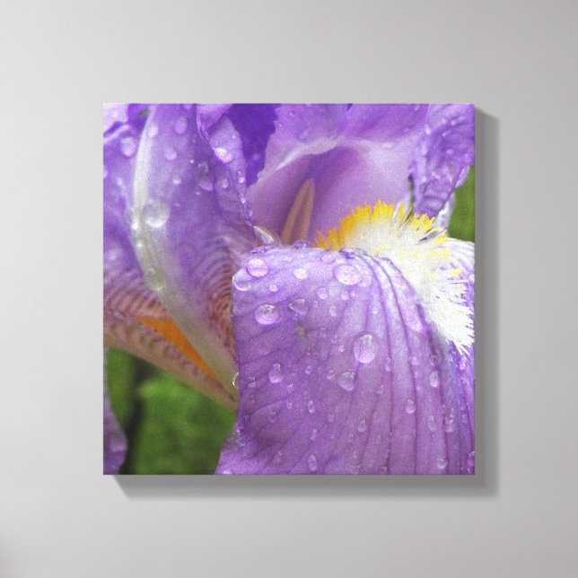 Toile Iris violet photo (Recto)