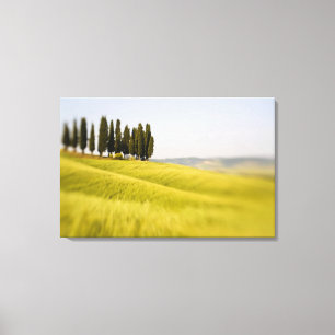 Toile Italie Toscane, arbres de cyprès à mise au point s