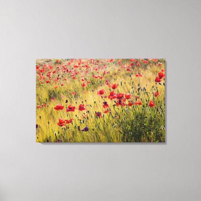 Toile Italie, Toscane, Coquelicots dans un champ de blé  (Recto)