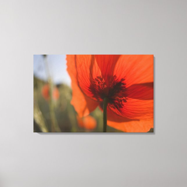 Toile Italie, Toscane, Coquelicots d'été en Toscane Widw (Recto)